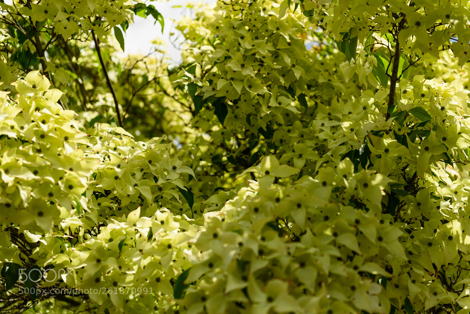 Nikon D750 sample photo. Pacific dogwood photography