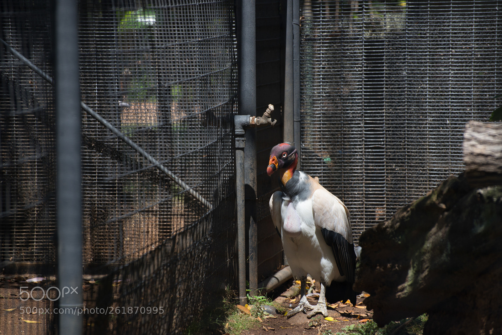 Nikon D610 sample photo. Zoo.original photography