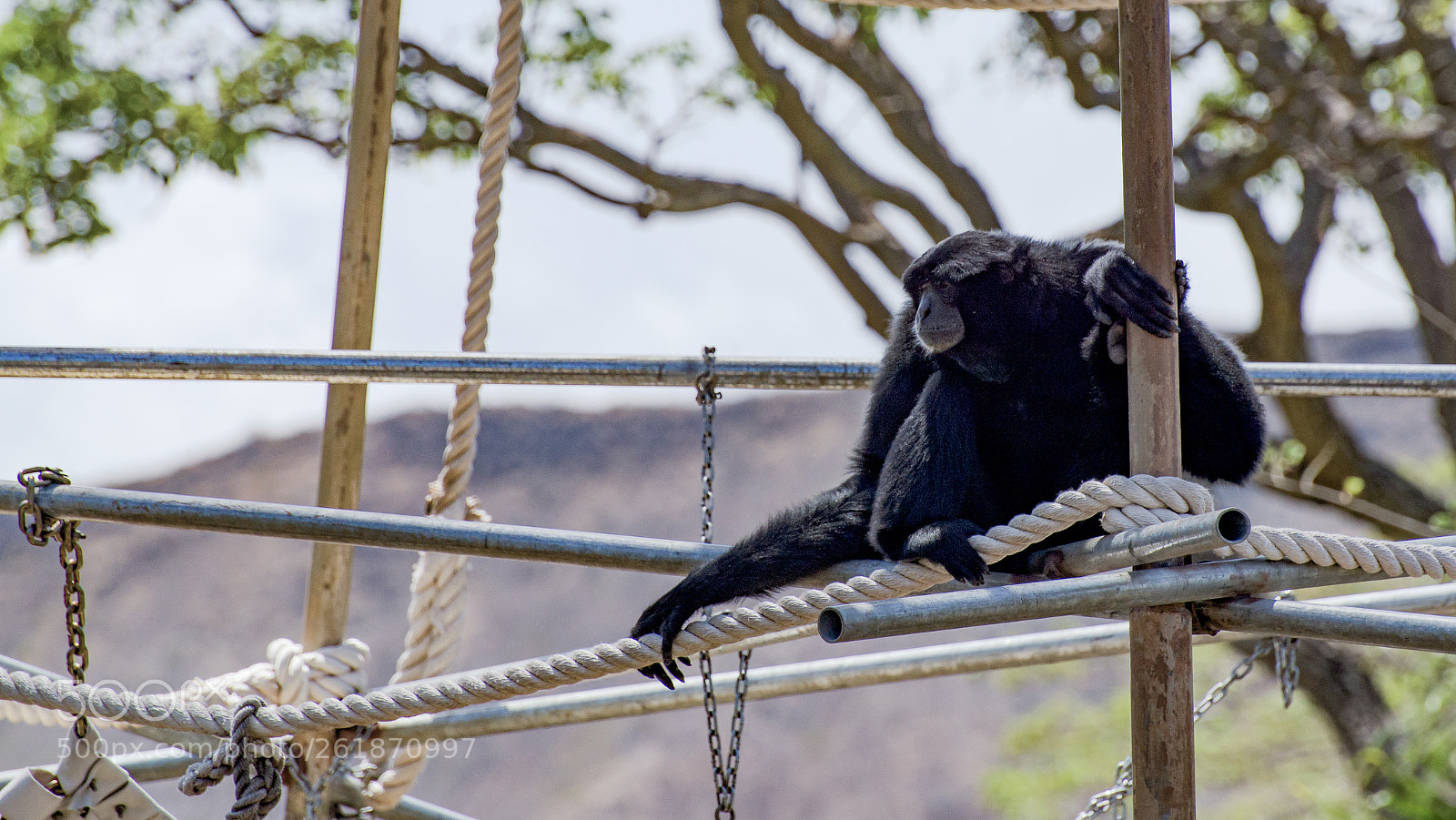Nikon D610 sample photo. Zoo.original photography