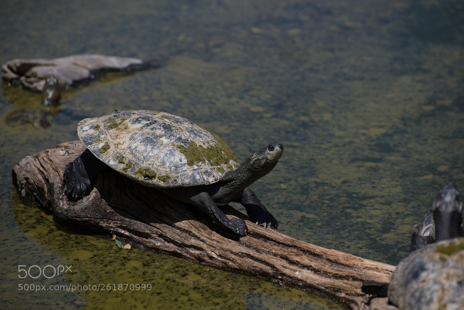 Nikon D610 sample photo. Zoo.original photography