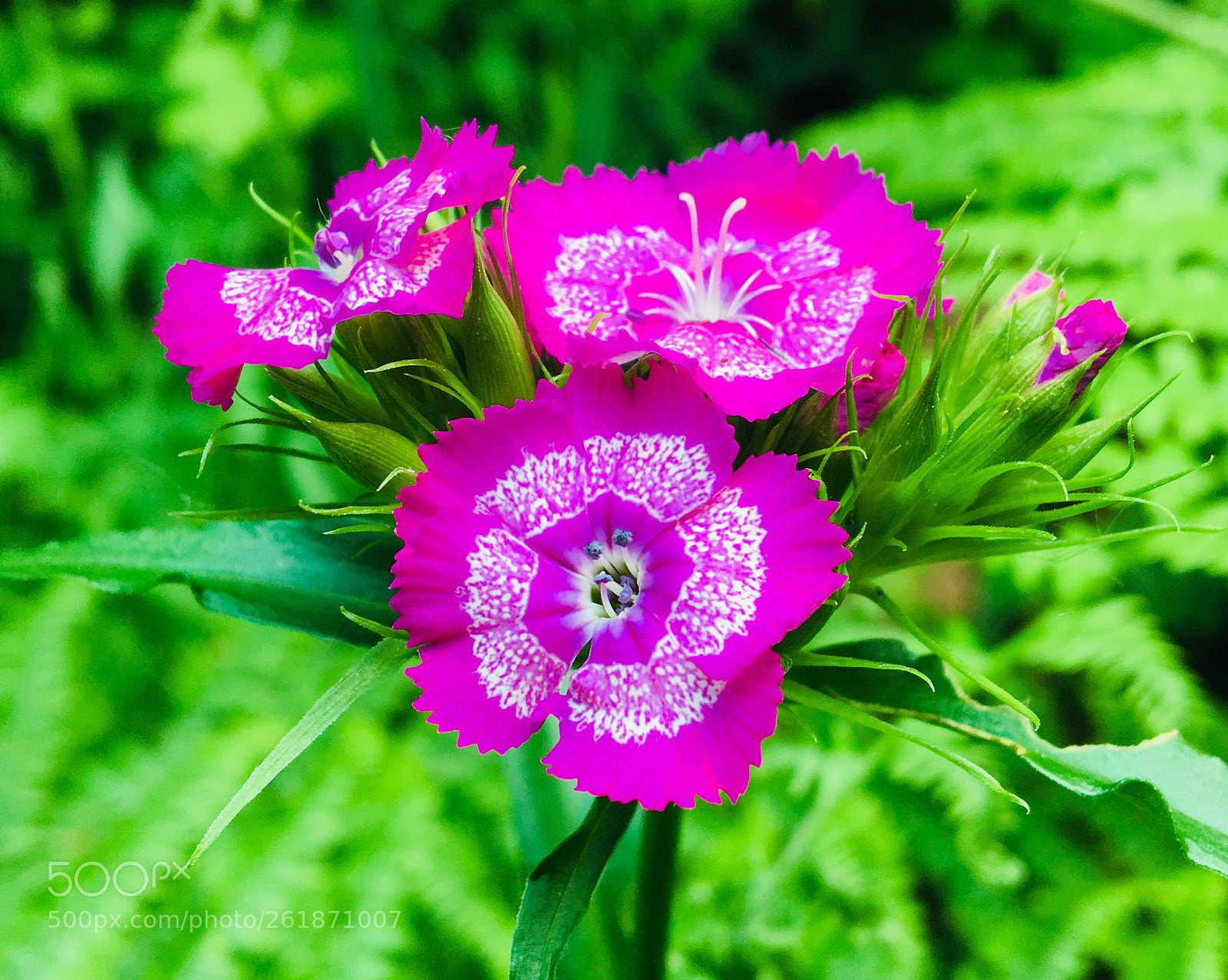 Apple iPhone 6s sample photo. Dianthus chinensis photography
