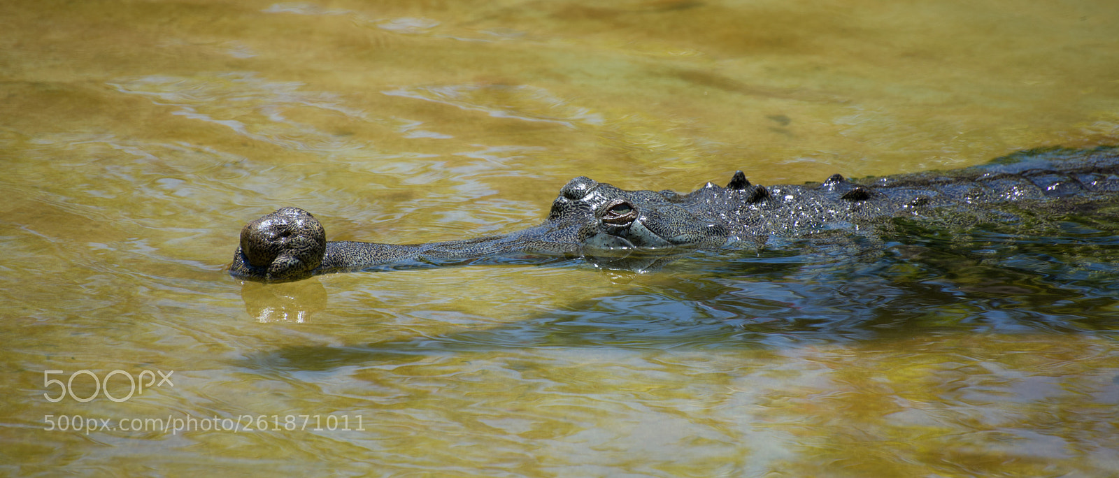 Nikon D610 sample photo. Zoo.original photography