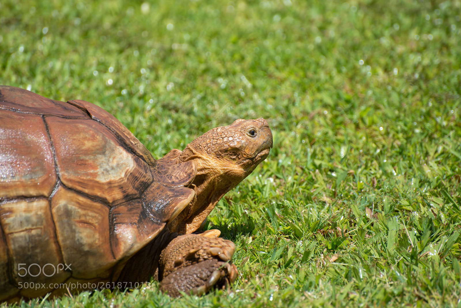 Nikon D610 sample photo. Zoo.original photography