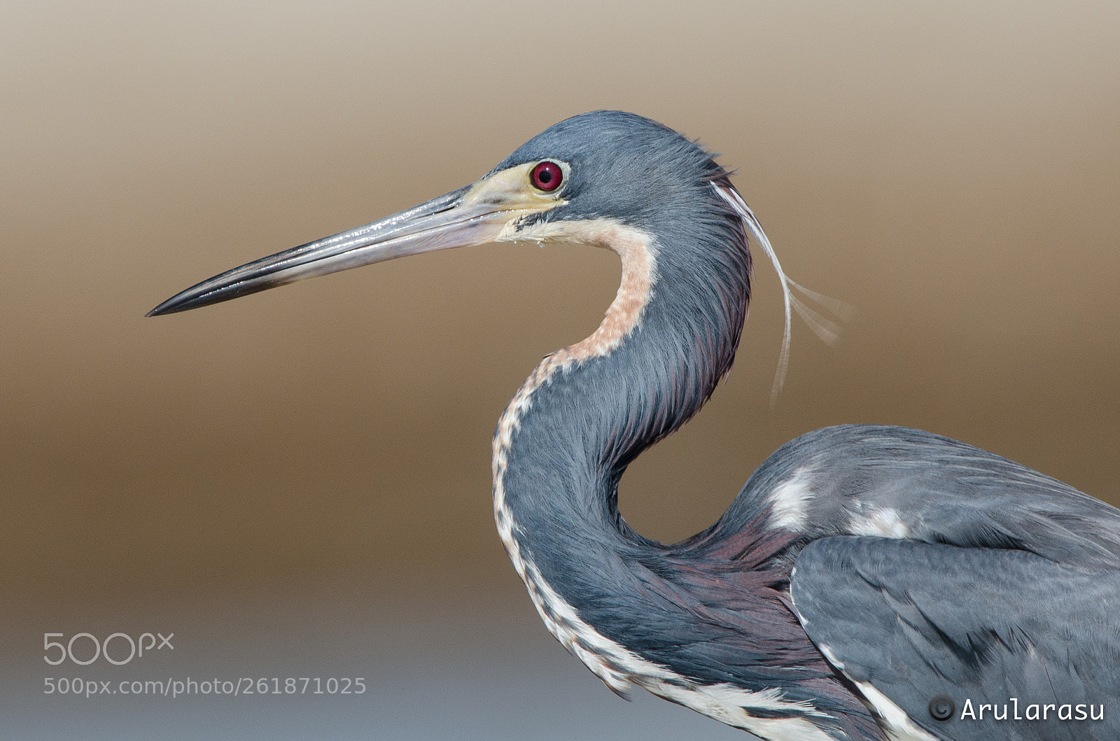 Nikon D7000 sample photo. Tricolored heron photography