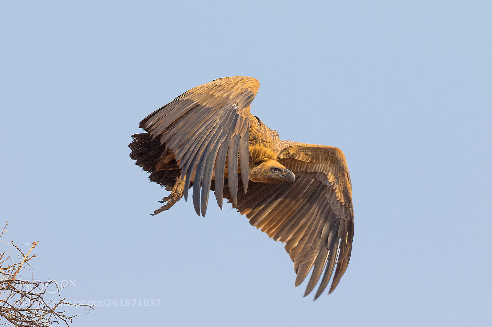 Canon EOS 7D Mark II sample photo. Vulture takeoff photography