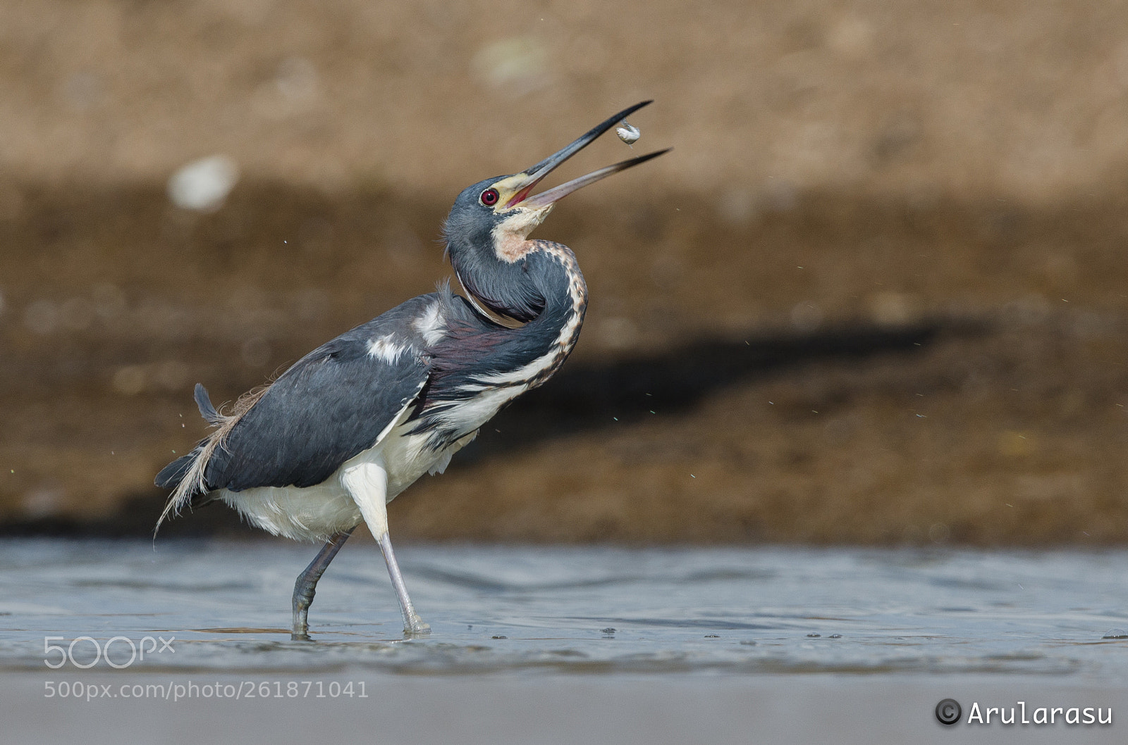 Nikon D7000 sample photo. Tricolored heron photography