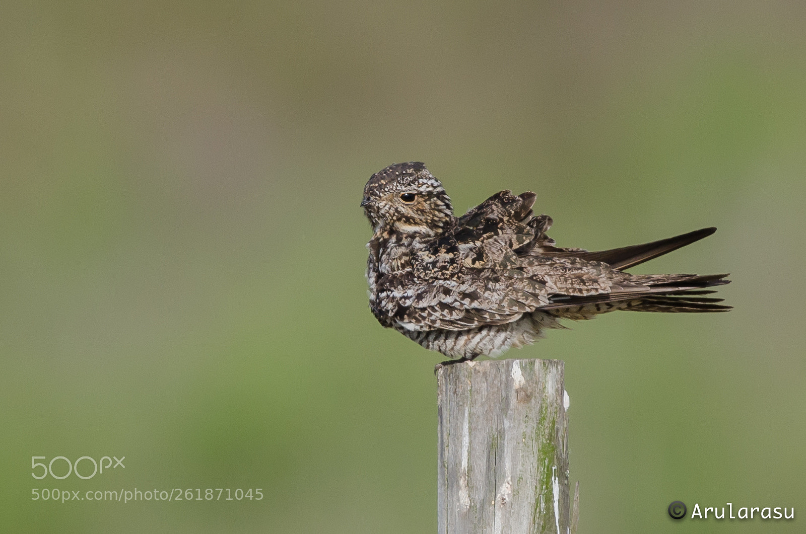 Nikon D7000 sample photo. Common nighthawk photography