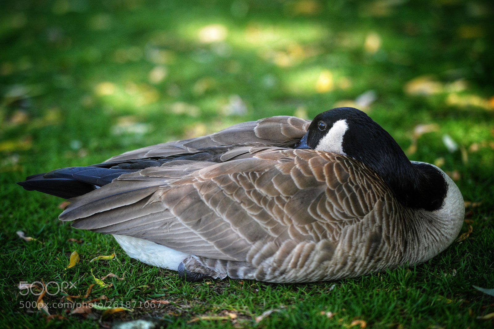 Nikon D700 sample photo. Untitled photography