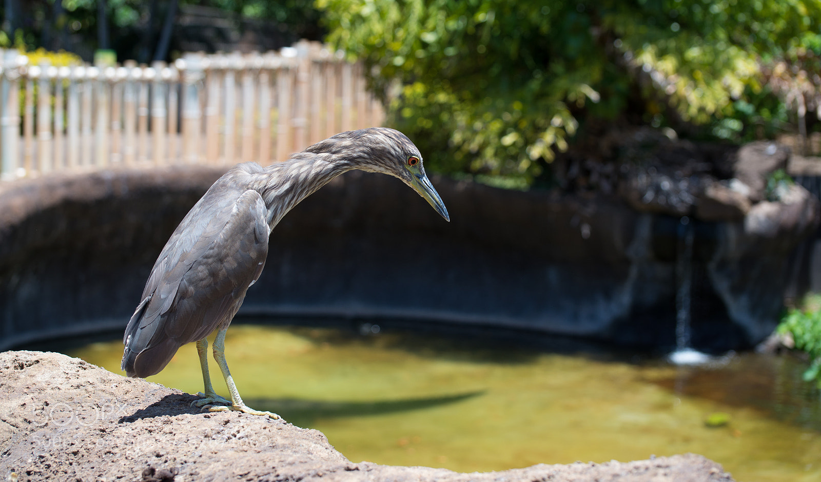 Nikon D610 sample photo. Zoo.original photography