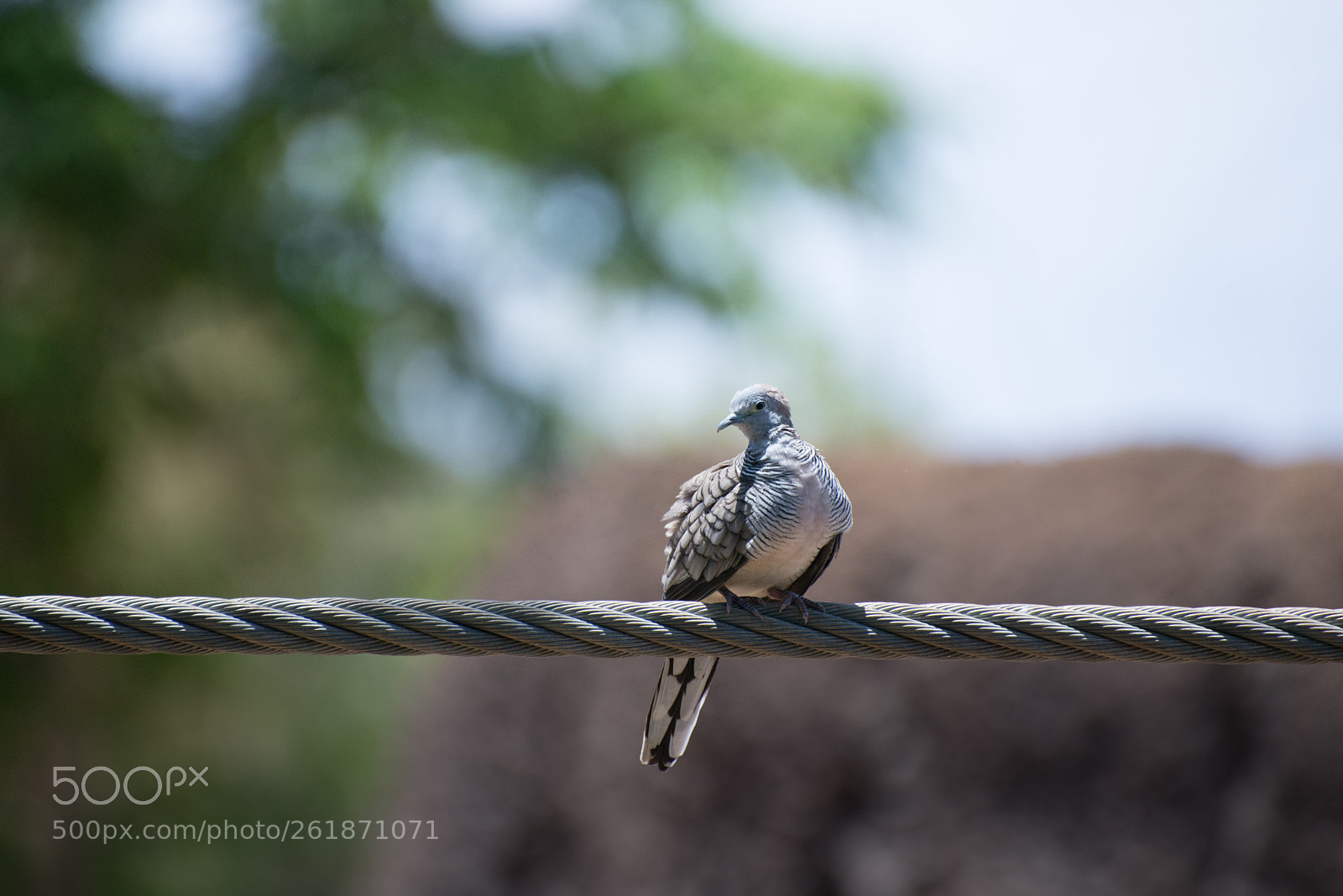 Nikon D610 sample photo. Zoo.original photography