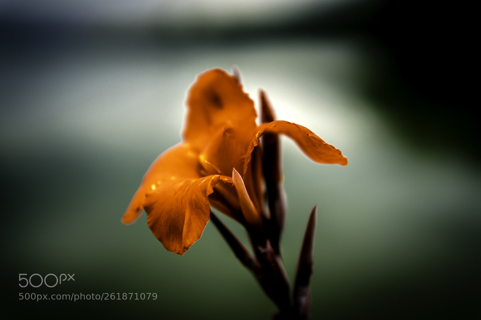 Sony a7 III sample photo. Close up photography