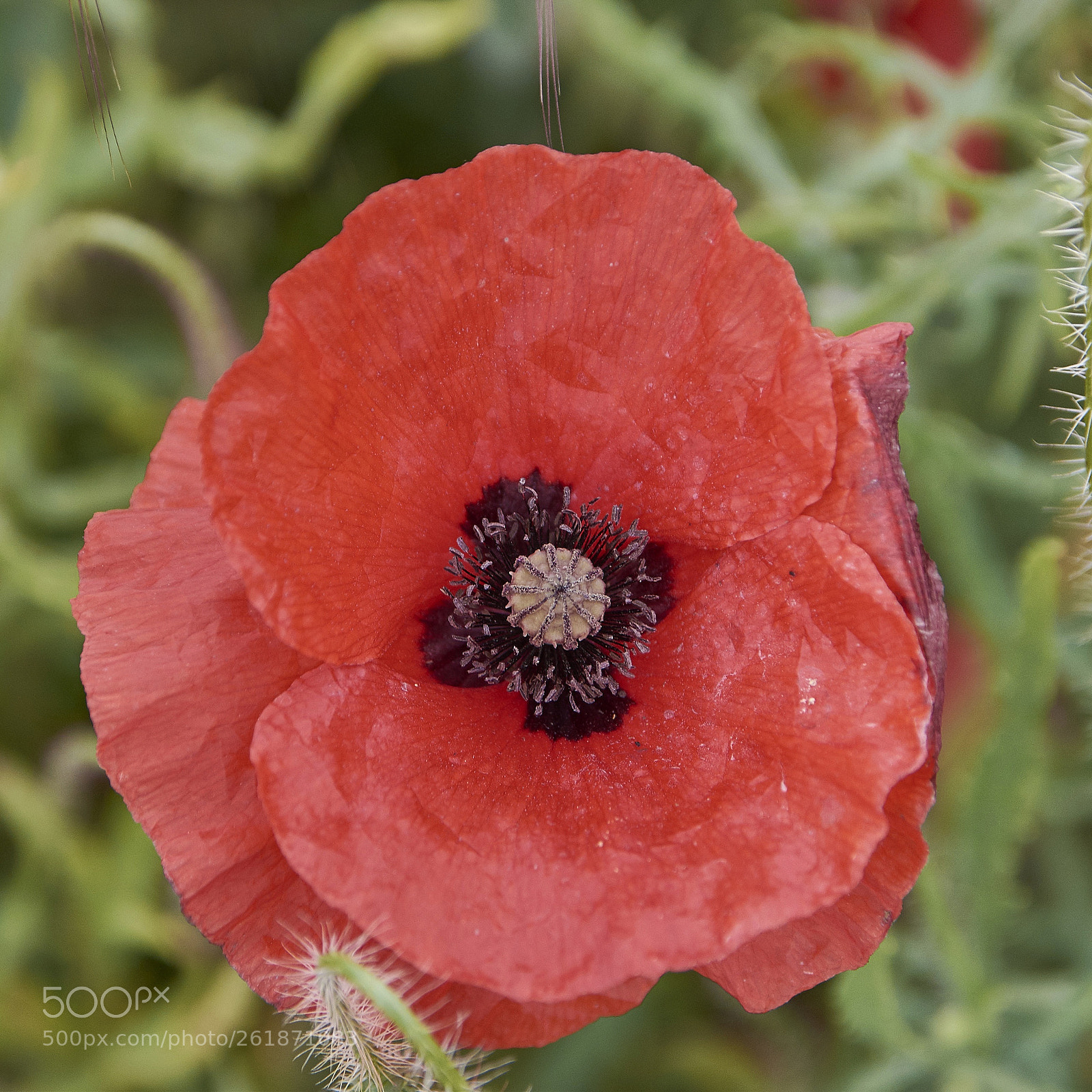Nikon D7200 sample photo. Poppy photography