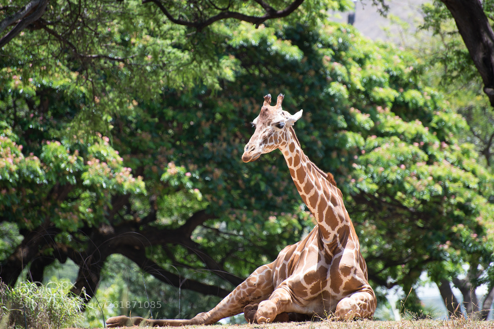 Nikon D610 sample photo. Zoo.original photography