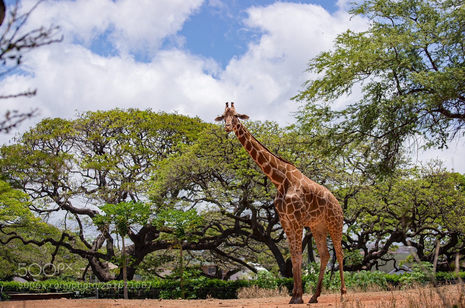 Nikon D610 sample photo. Zoo.original photography