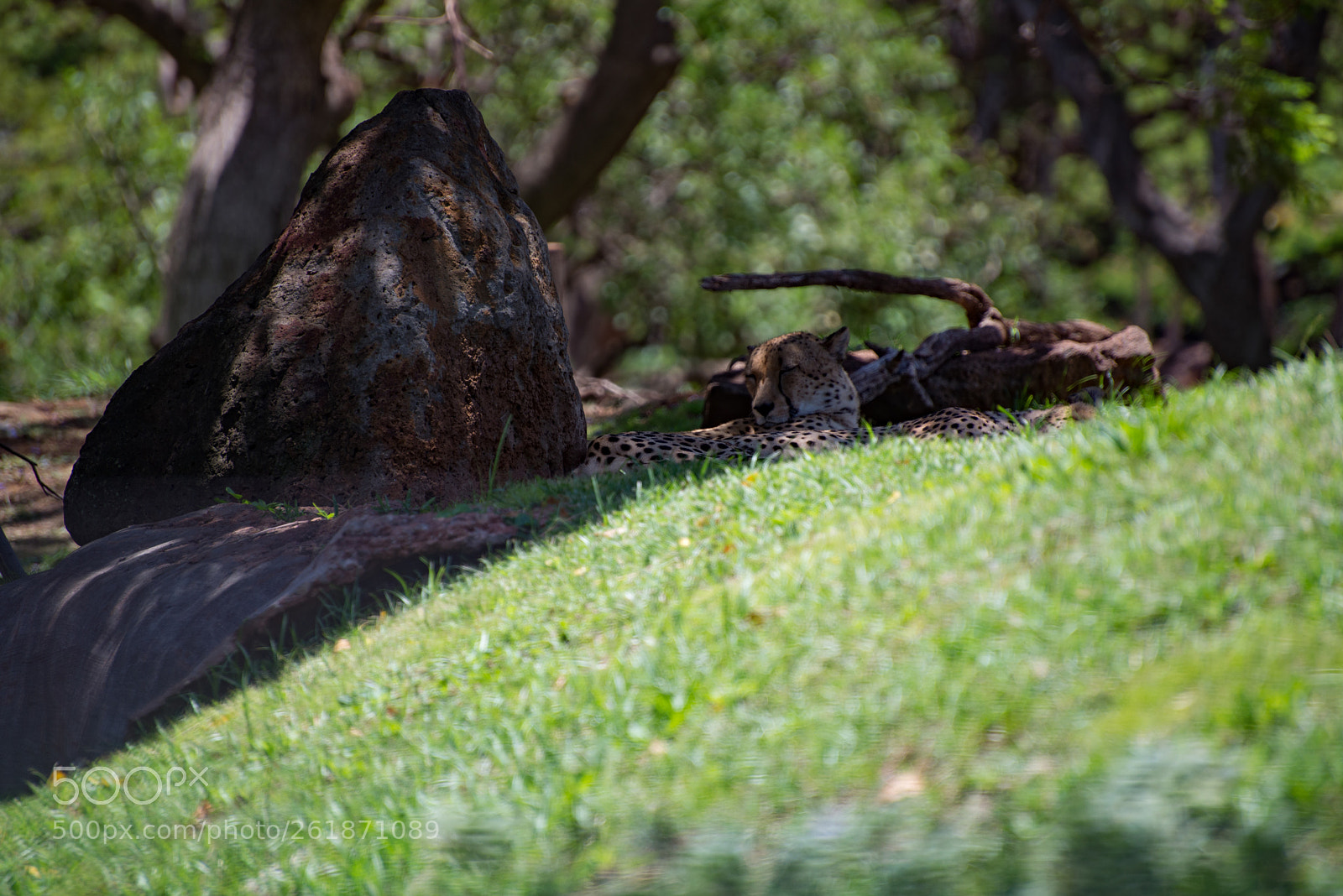 Nikon D610 sample photo. Zoo.original photography