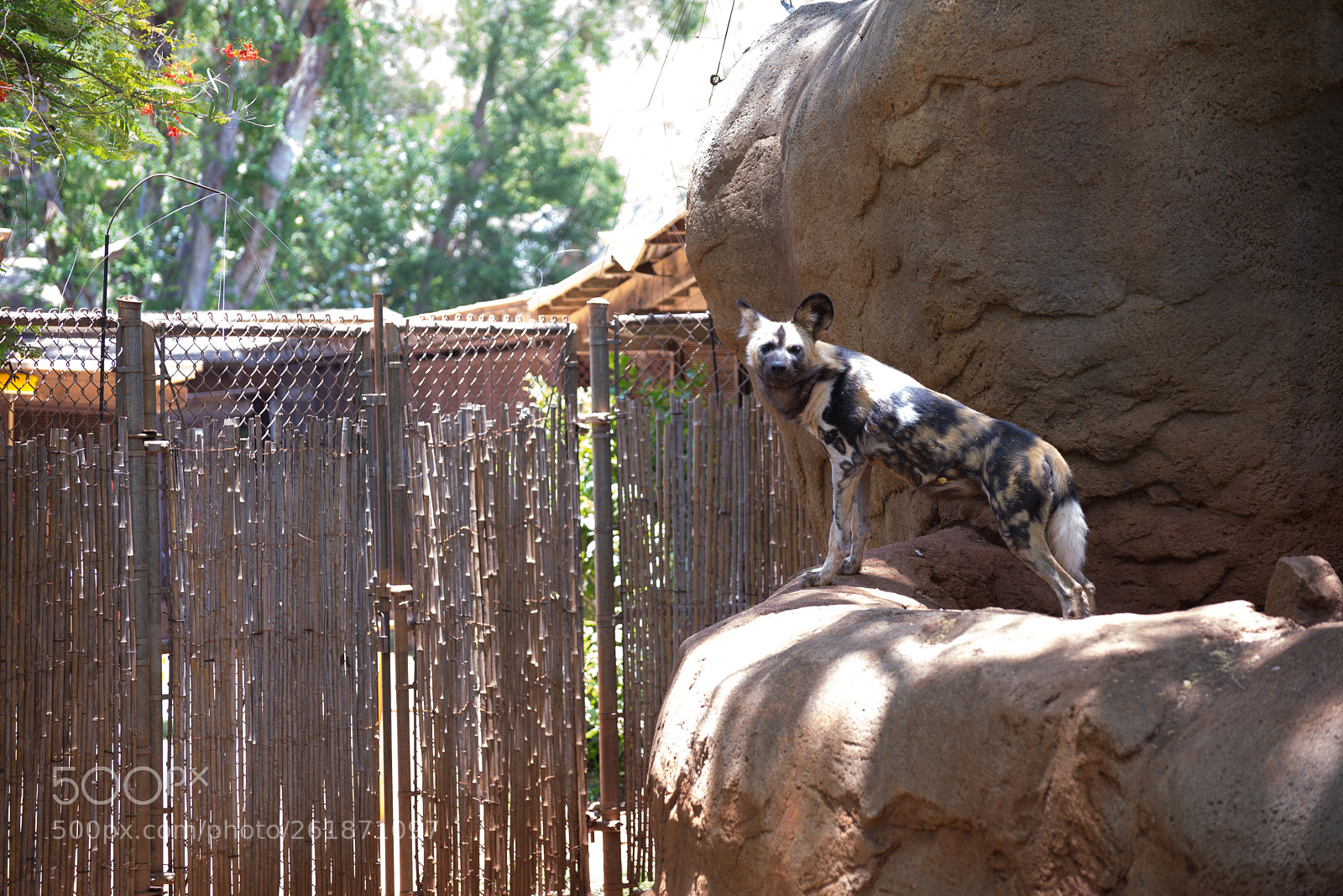 Nikon D610 sample photo. Zoo.original photography