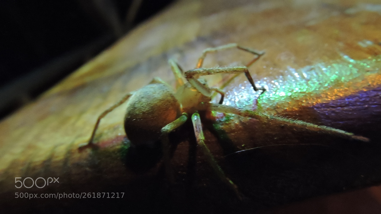 Nikon Coolpix P600 sample photo. Danger life photography