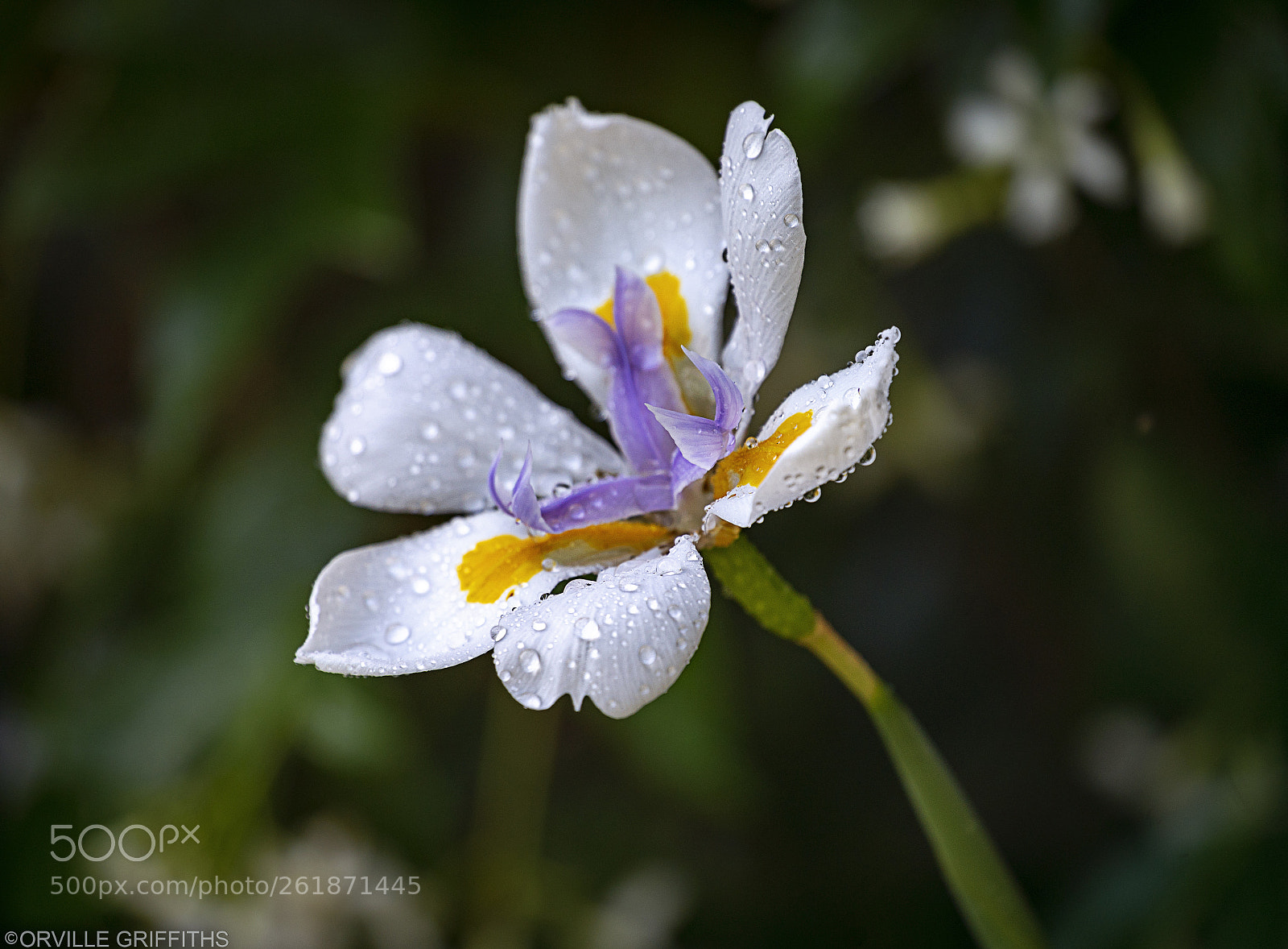 Sony a9 sample photo. **wet**iris photography