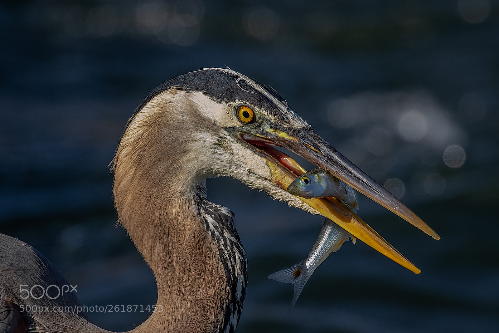 Canon EOS 7D Mark II sample photo. Gbh's late afternoon snack photography