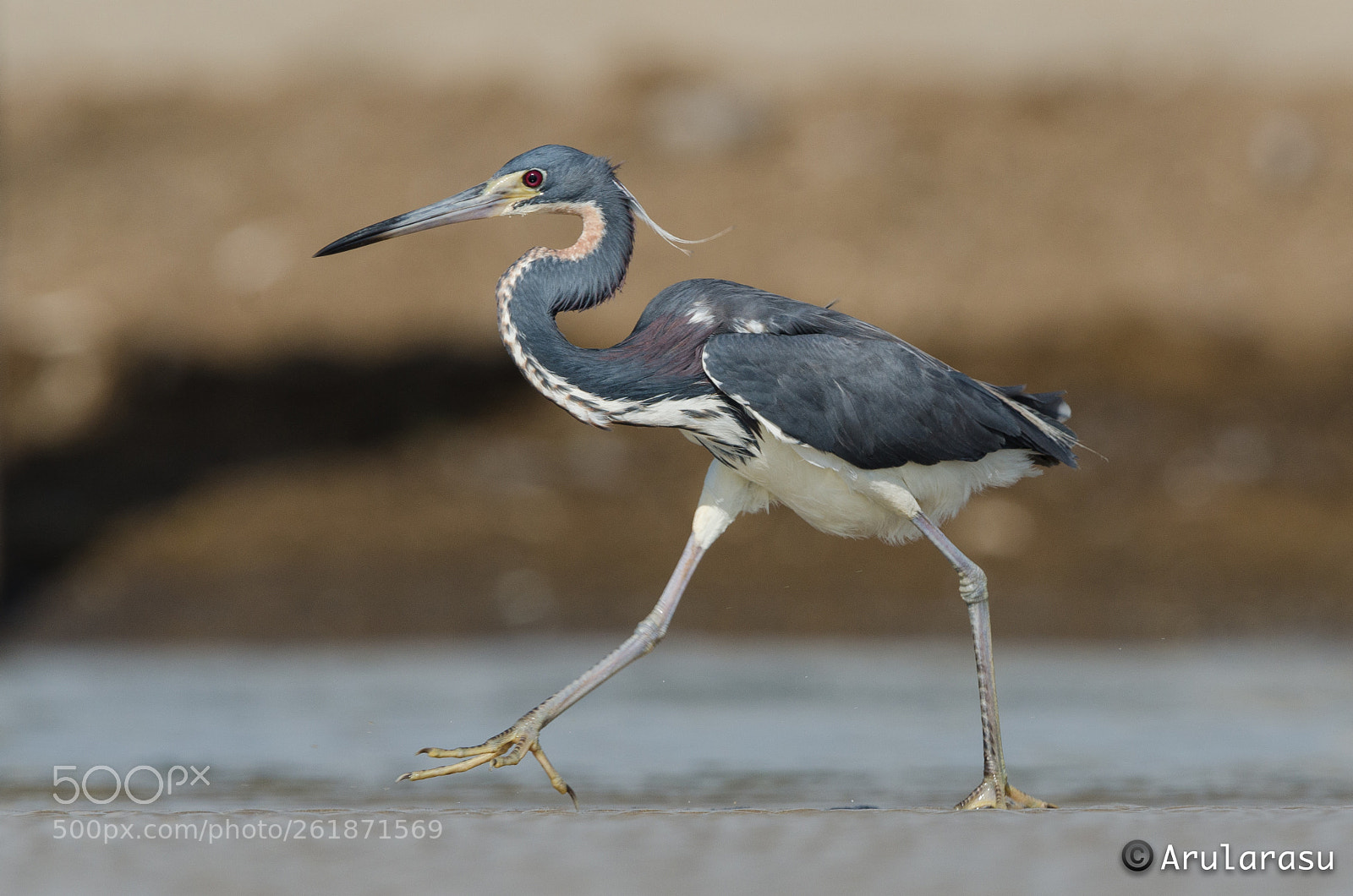 Nikon D7000 sample photo. Tricolored heron photography