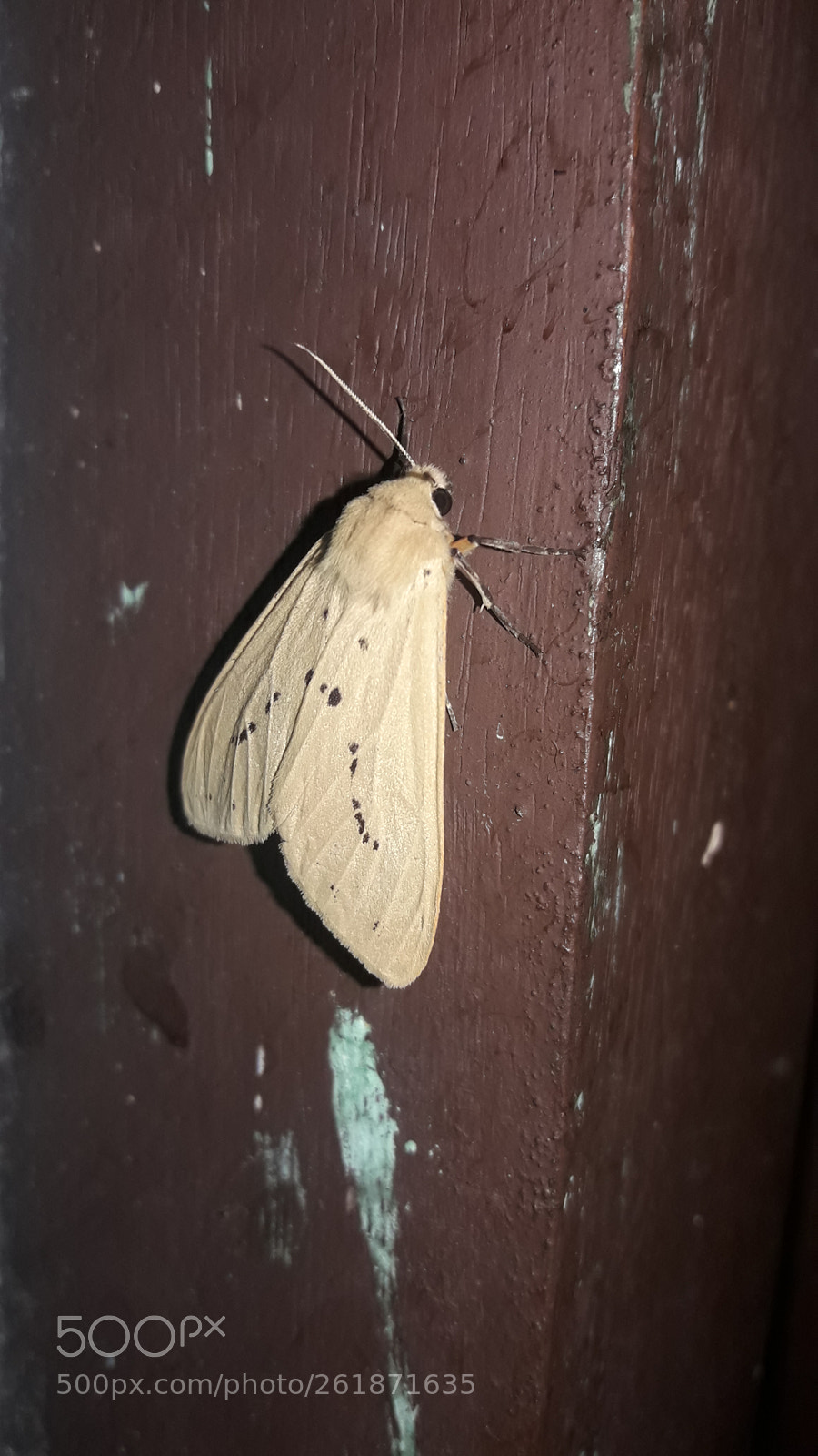 Samsung Galaxy J7 Neo sample photo. Creature on my house photography
