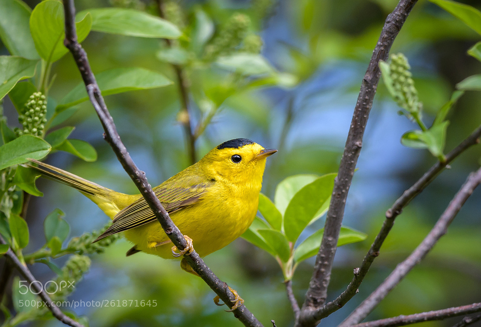 Nikon D850 sample photo. Wilson's warbler photography