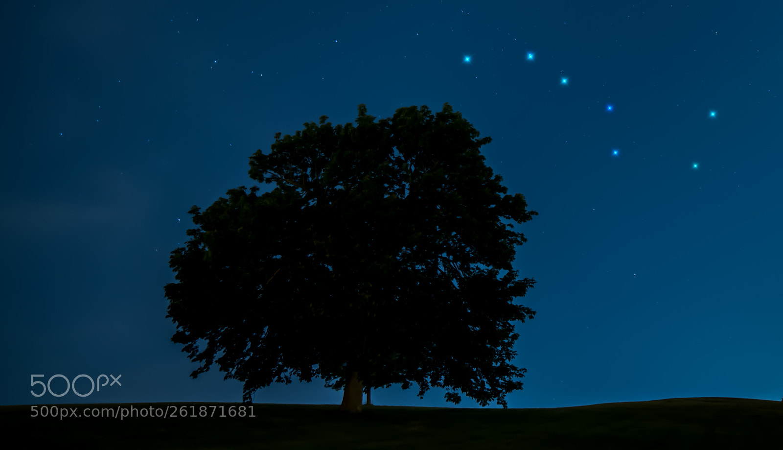 Nikon D750 sample photo. Stars like tree photography