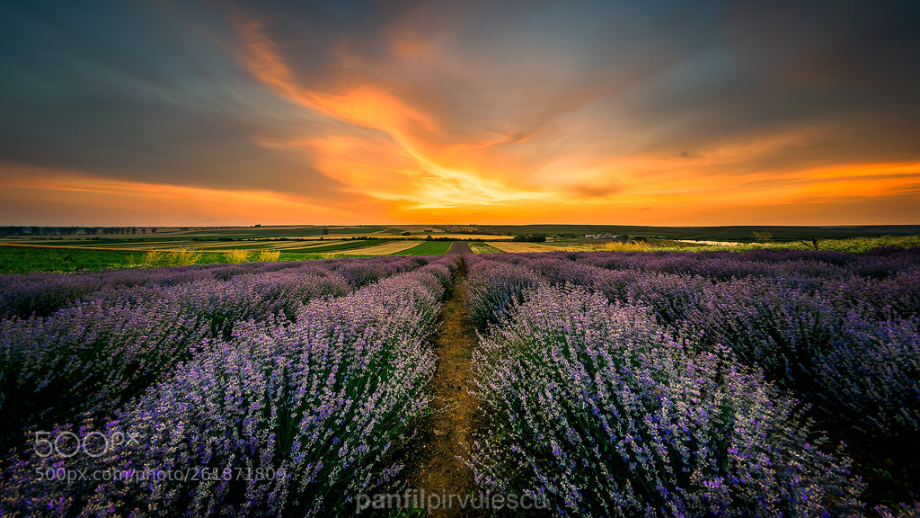 Nikon D5300 sample photo. Sunset in the lavender photography