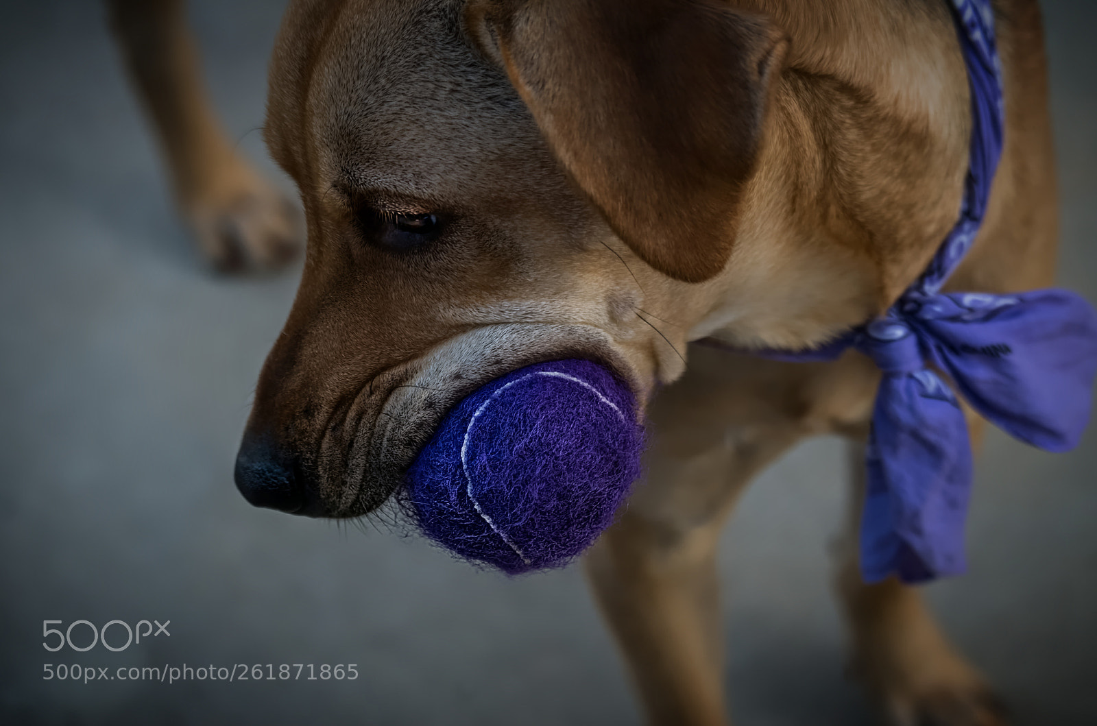 Pentax K-50 sample photo. New ball photography