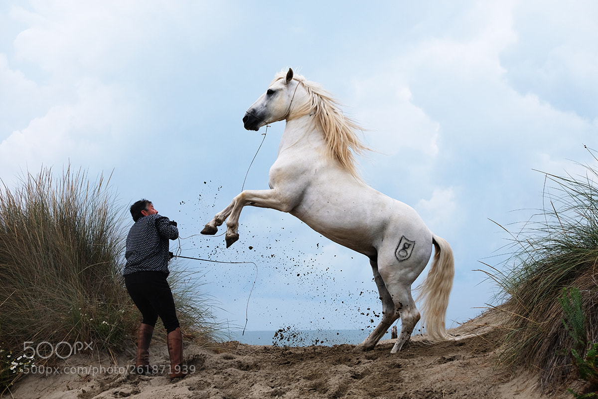 Fujifilm X-T2 sample photo. Horses photography