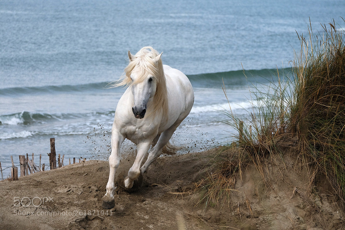Fujifilm X-T2 sample photo. Horses photography