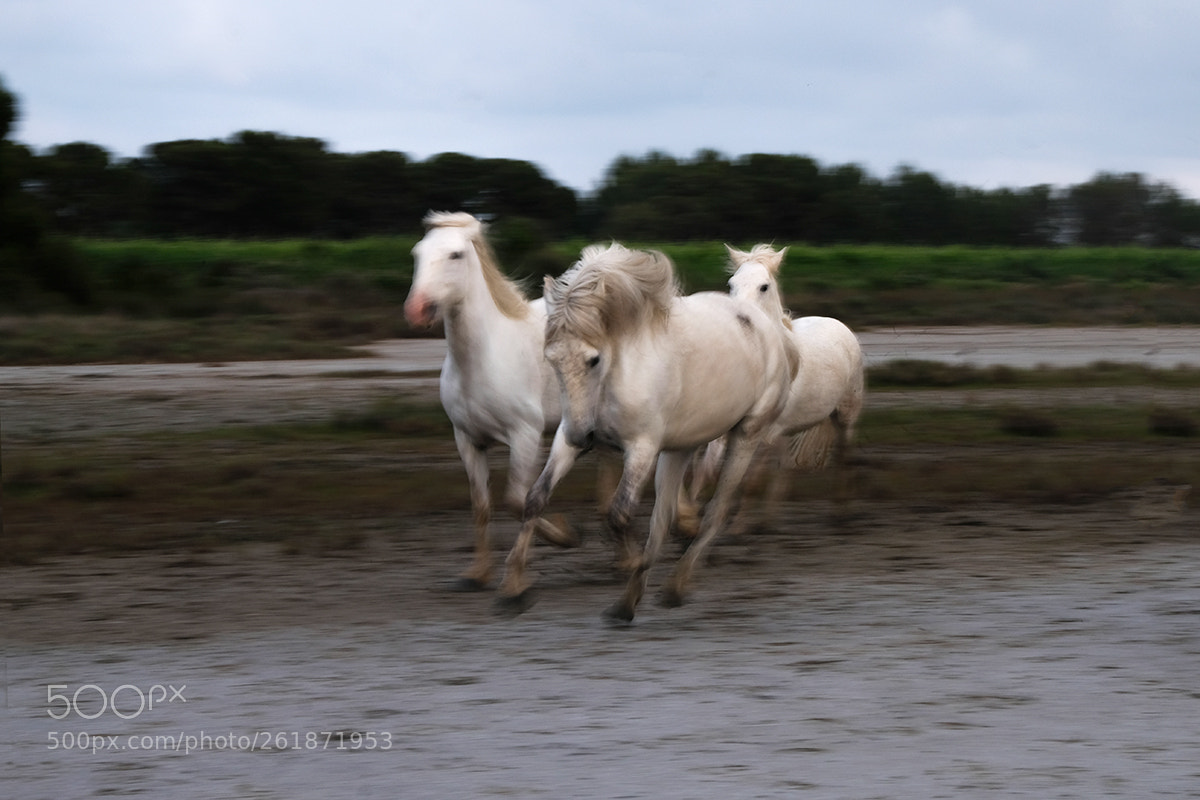Fujifilm X-T2 sample photo. Horses photography