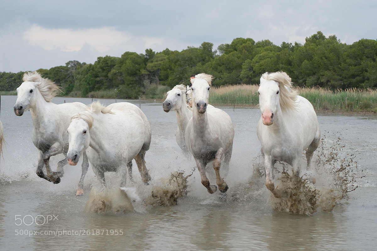 Fujifilm X-T2 sample photo. Horses photography