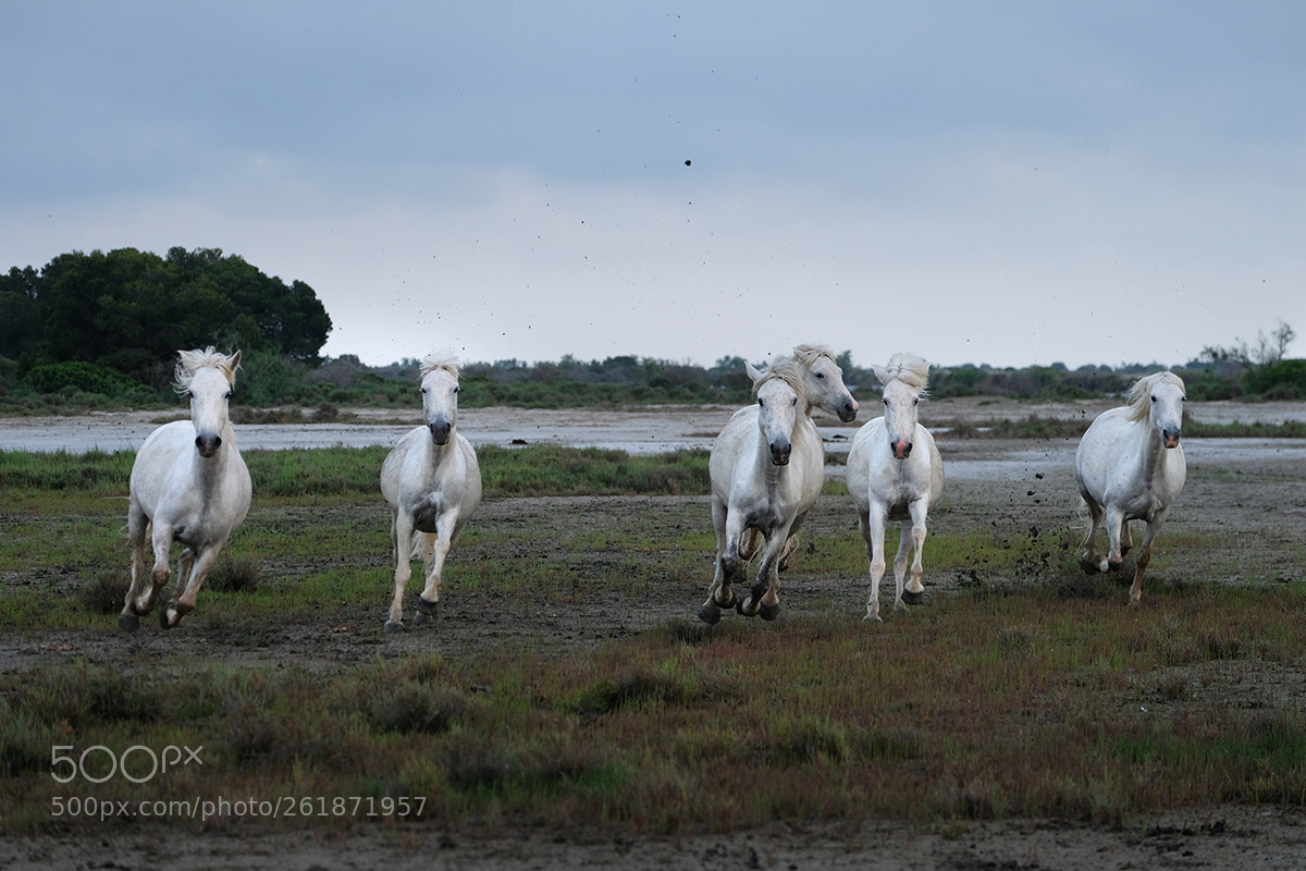 Fujifilm X-T2 sample photo. Horses photography