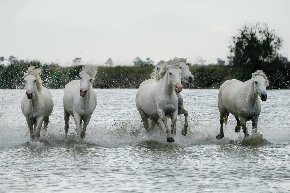 Fujifilm X-T2 sample photo. Horses photography
