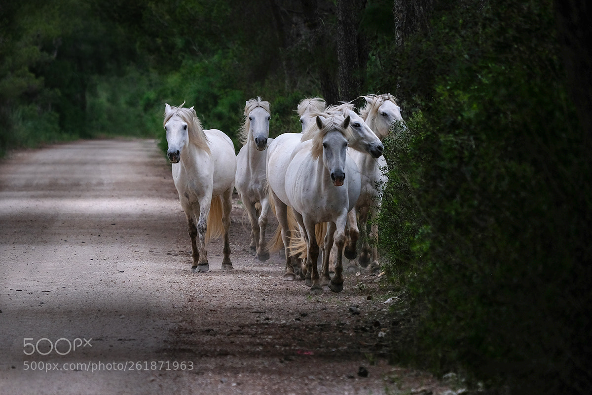 Fujifilm X-T2 sample photo. Horses photography