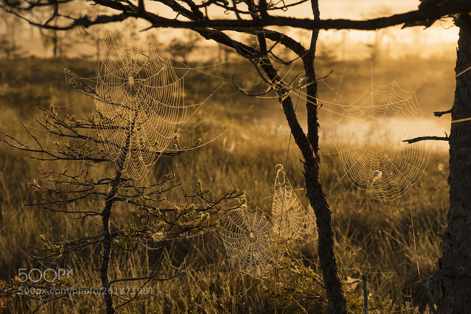 Sony a99 II sample photo. ......... photography