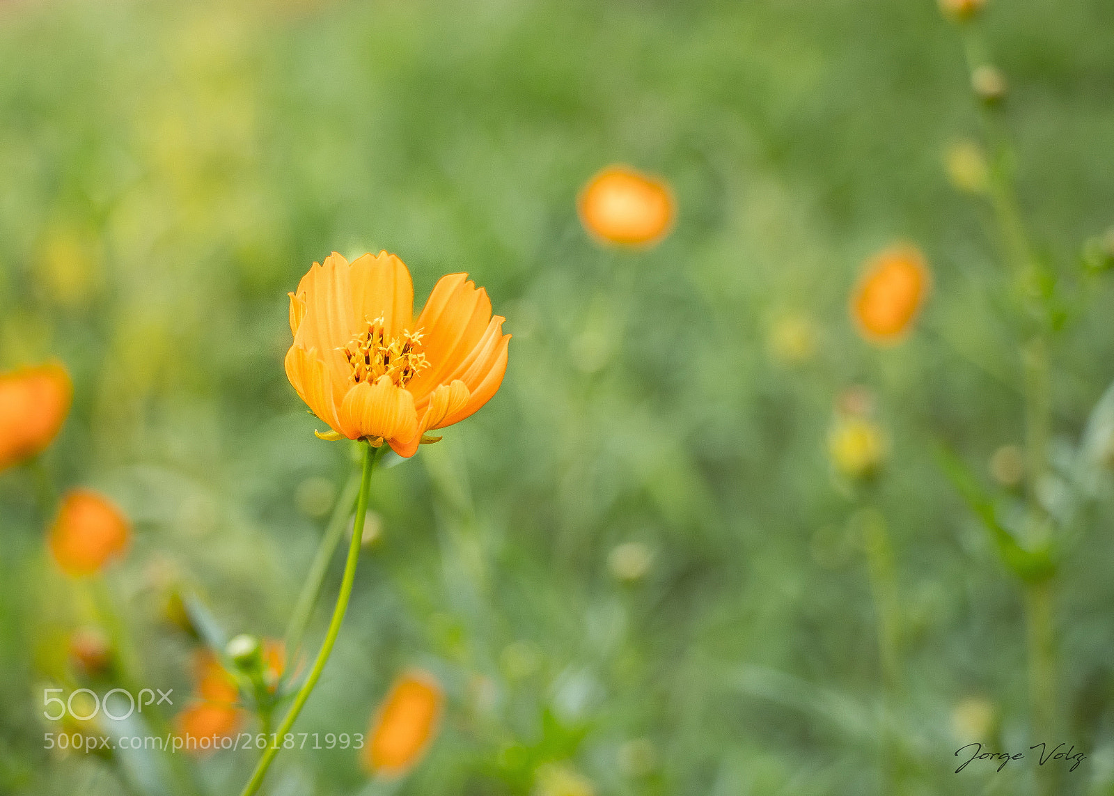Canon EOS 80D sample photo. Field flower photography