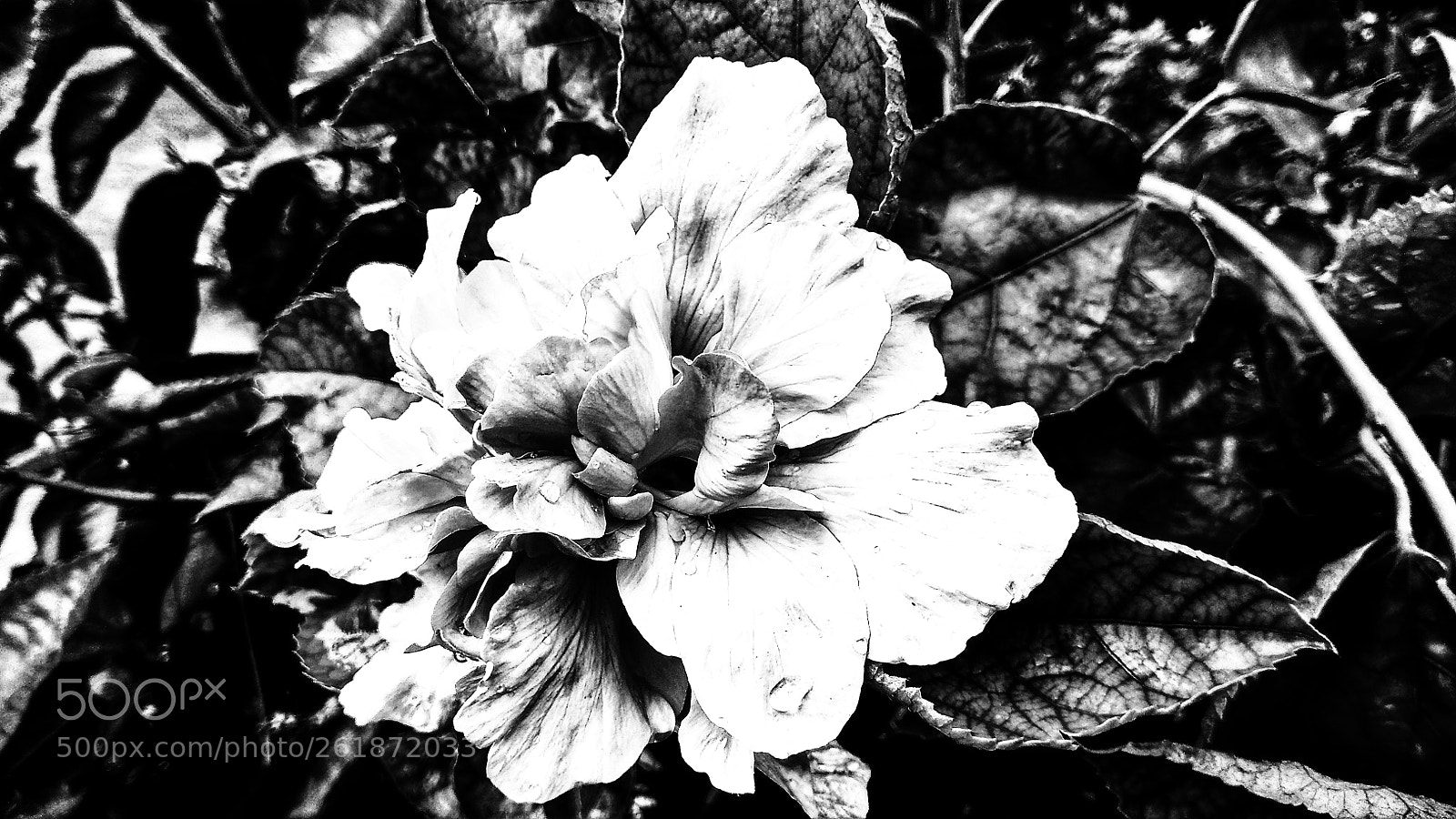 Xiaomi Redmi Note 4 sample photo. Mono photography