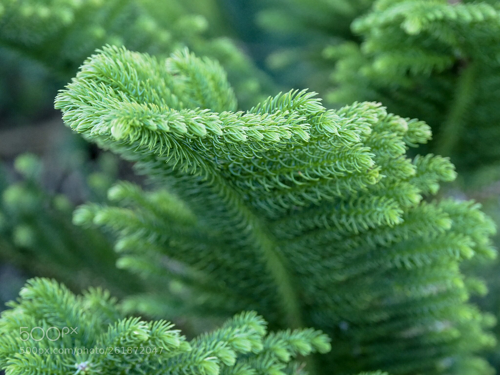 Olympus OM-D E-M1 Mark II sample photo. Delicate photography