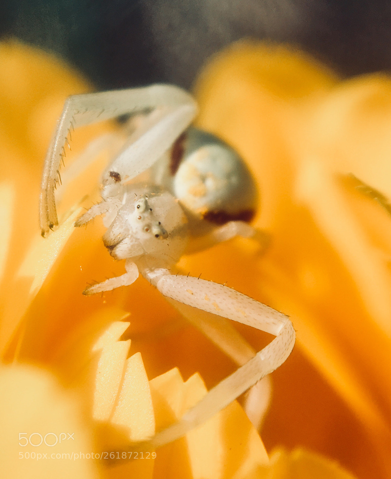 Apple iPhone 6s sample photo. Ned the arachnid photography