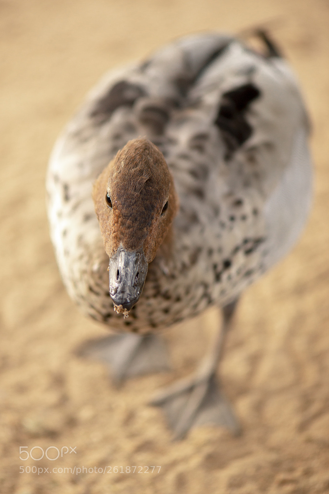 Nikon D800 sample photo. Small duck on the photography