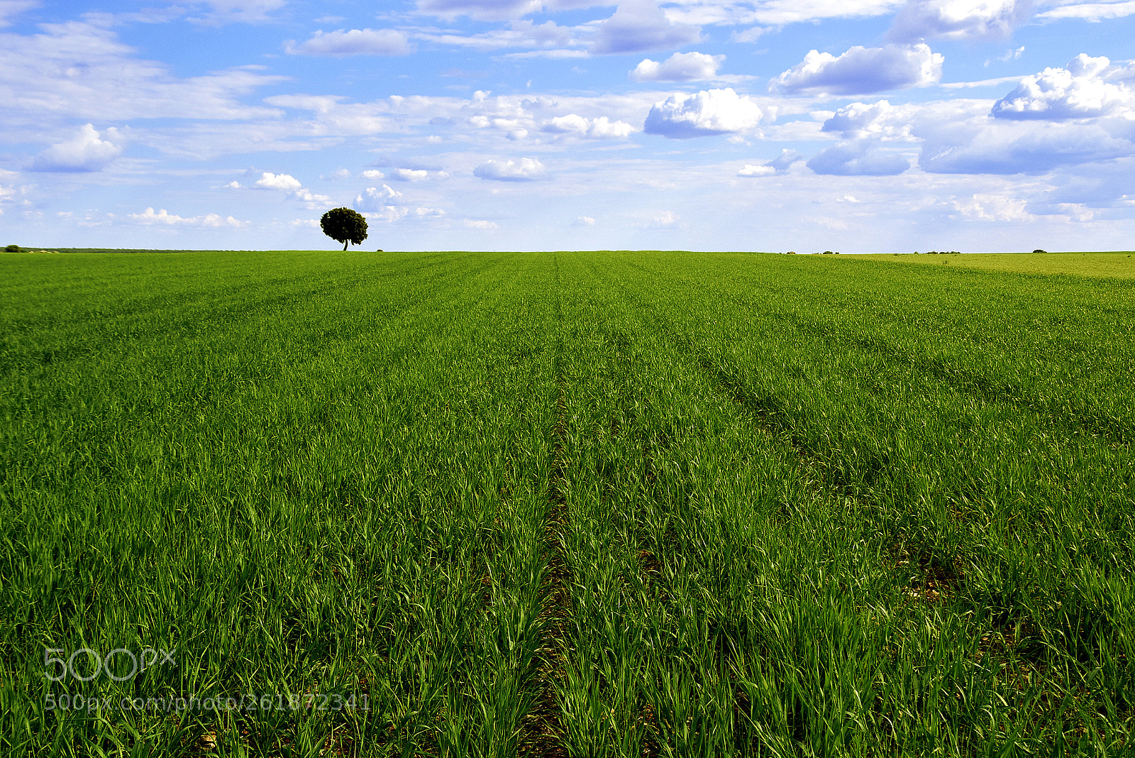 Nikon D5500 sample photo. Balance photography