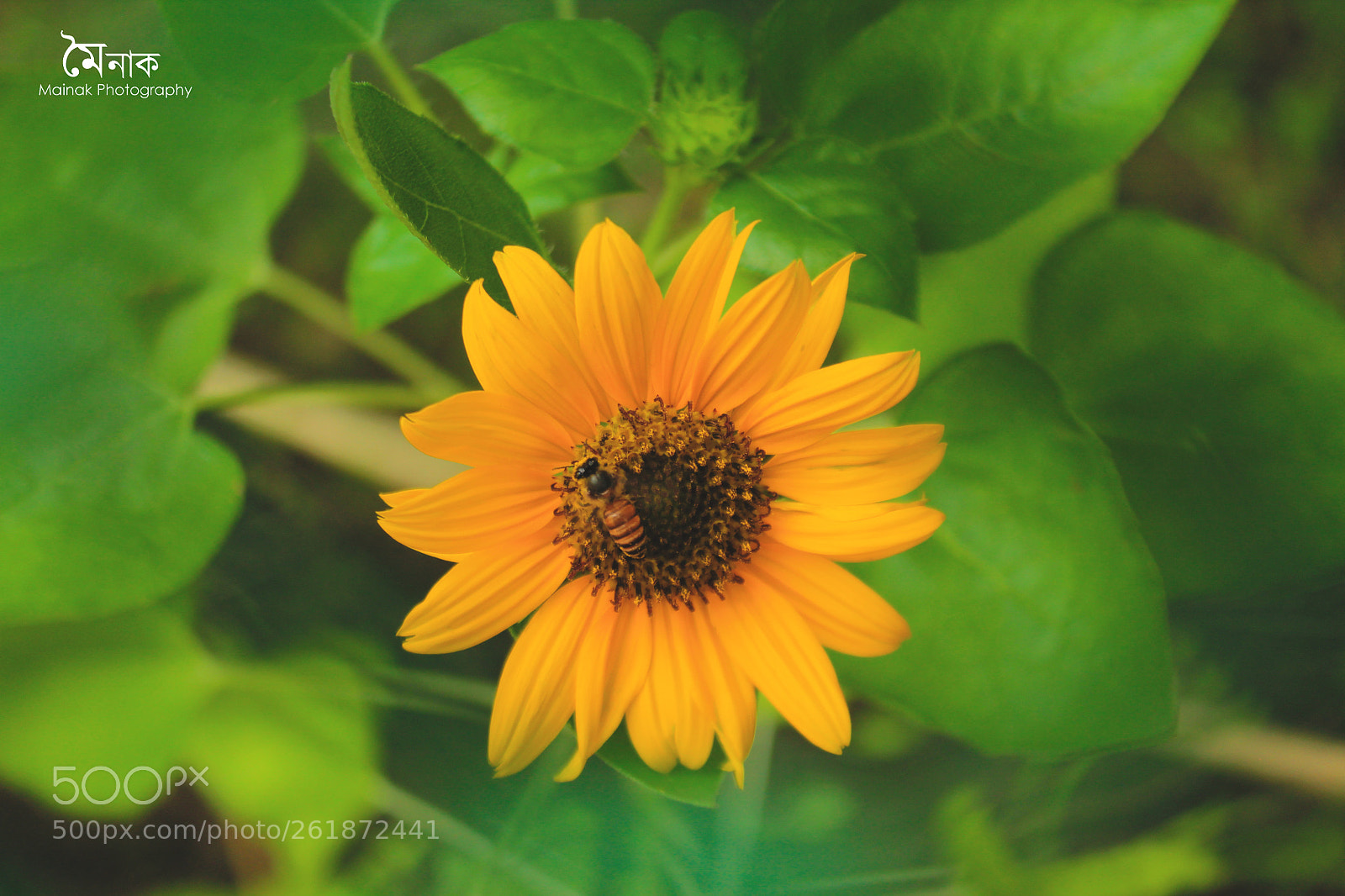Canon EOS 1100D (EOS Rebel T3 / EOS Kiss X50) sample photo. Nature at its best photography