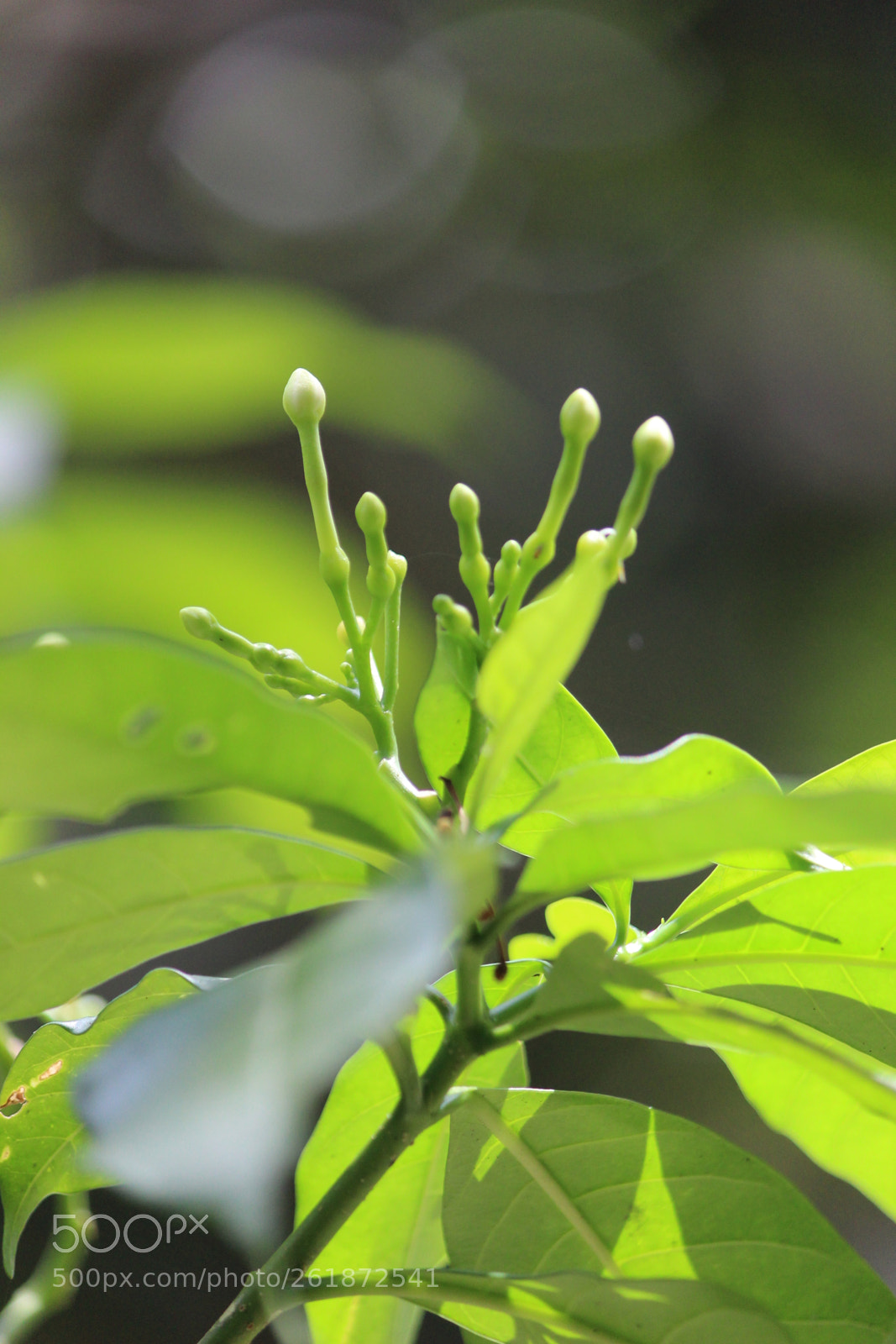 Canon EF-S 55-250mm F4-5.6 IS II sample photo. Flower photography