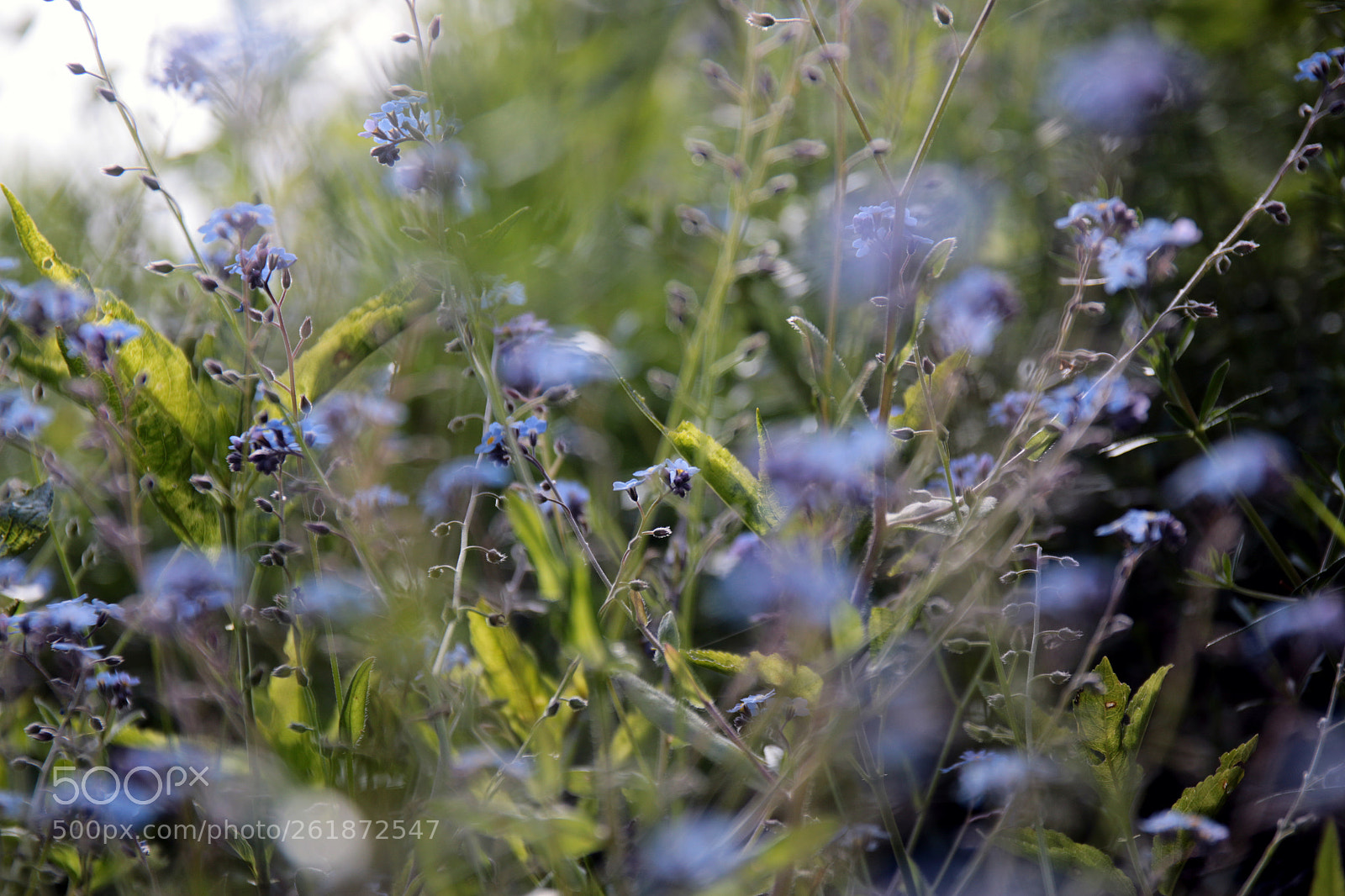 Canon EOS 70D sample photo. Alpine flowers photography