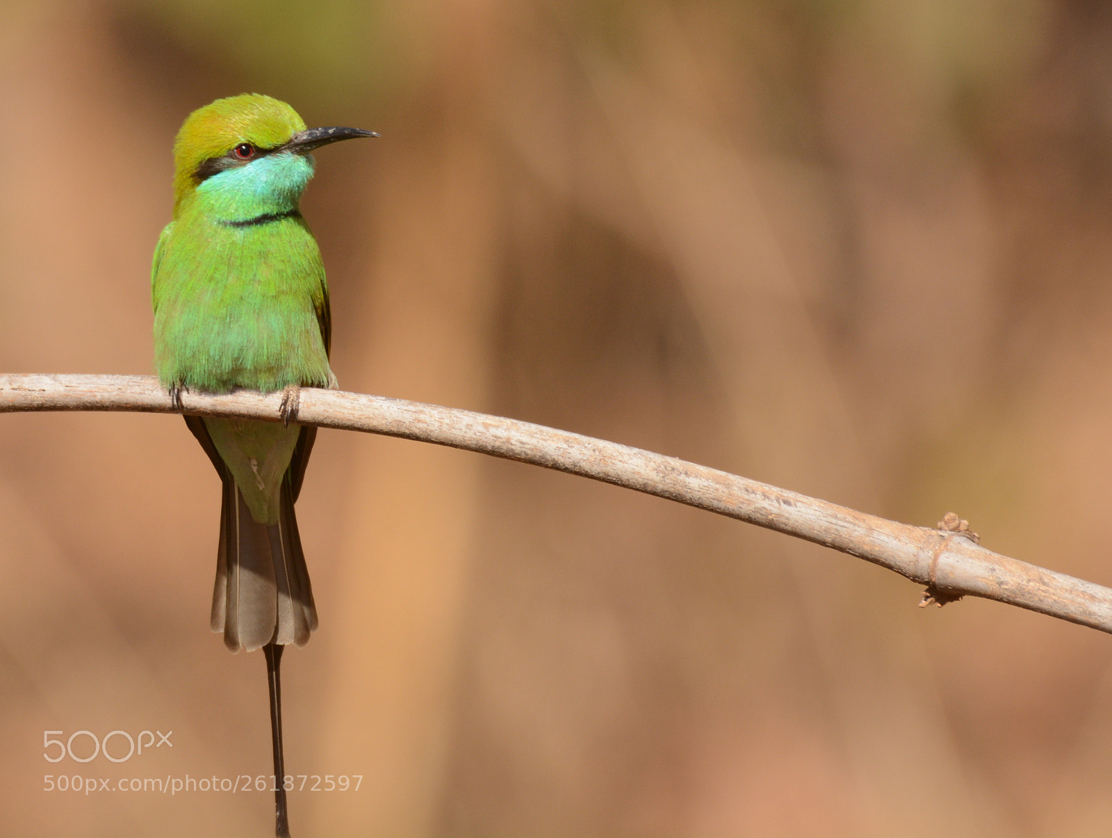 Sigma 150-600mm F5-6.3 DG OS HSM | C sample photo. Bee eater photography