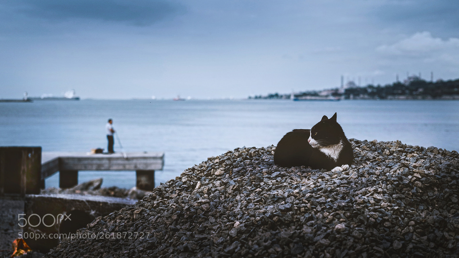 Fujifilm X-Pro2 sample photo. Cat and city photography