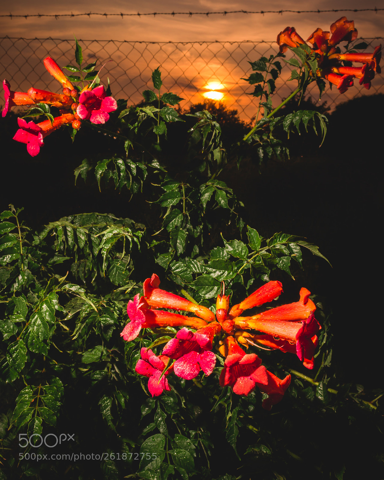 Canon EOS 700D (EOS Rebel T5i / EOS Kiss X7i) sample photo. Nightwatch photography