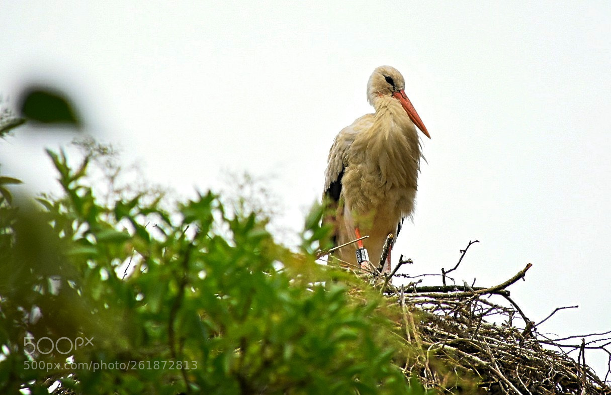 Nikon D5300 sample photo. Weißstorch! photography